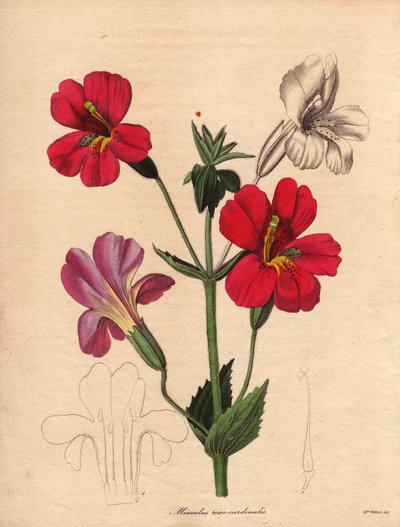 Varietet af mimulus (Mimulus roseo cardinalis). Hodson hybrid variete, kaldet abeblomst eller moskusblomst. Illustration af Augusta Innes Withers (1793-1877), i The Botanist, serie af Benjamin Maund i fem bind, udgivet mellem 1836 og 1842. Denne w af Unbekannter Künstler