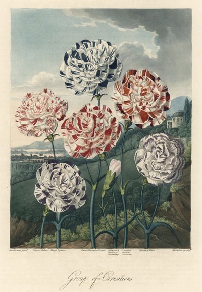 Sorter af almindelige nelliker (eller blomsternelliker eller kryddernelliker) Stærkt vand, hentet fra The Temple of Flora, af Dr. Robert Thornton (1768-1837) af Unbekannter Künstler