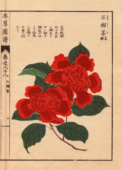 Sorter af japanske kameliaer (Thea japonica Nois): Sekirousa, med blomster i form af en cirkel. Eau forte en couleurs, træsnit af Kanen Iwasaki (1786-1842), botaniker, entomolog og japansk zoolog, udgivet i Honzo Zufu i 1884, en illustrativ guide til medic af Unbekannter Künstler