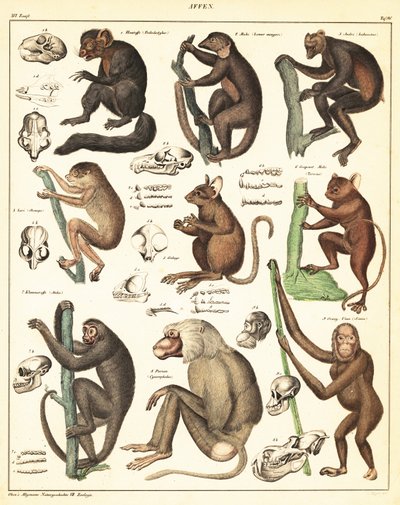 Varianter af aber. ,1841 (litografi) af Unbekannter Künstler