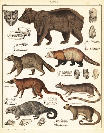 Varieteter af bjørne., 1841 (litografi) af Unbekannter Künstler