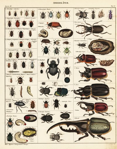 Varieteter af biller., 1841 (litografi) af Unbekannter Künstler