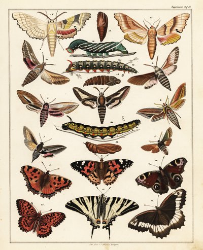 Varianter af sommerfugle, møl osv., 1841 (litografi) af Unbekannter Künstler
