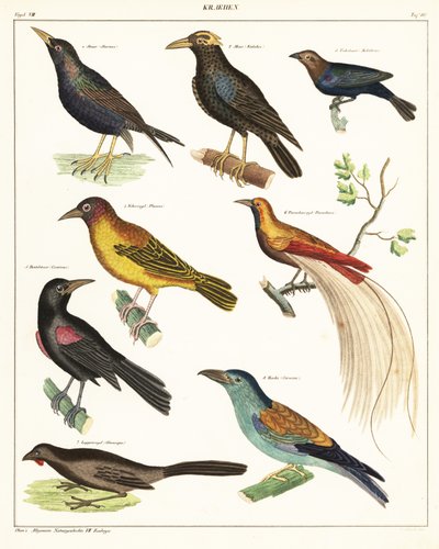Varianter af eksotiske fugle. ,1841 (litografi) af Unbekannter Künstler