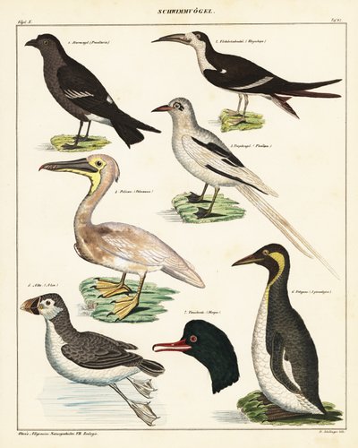 Varianter af havfugle. ,1841 (litografi) af Unbekannter Künstler
