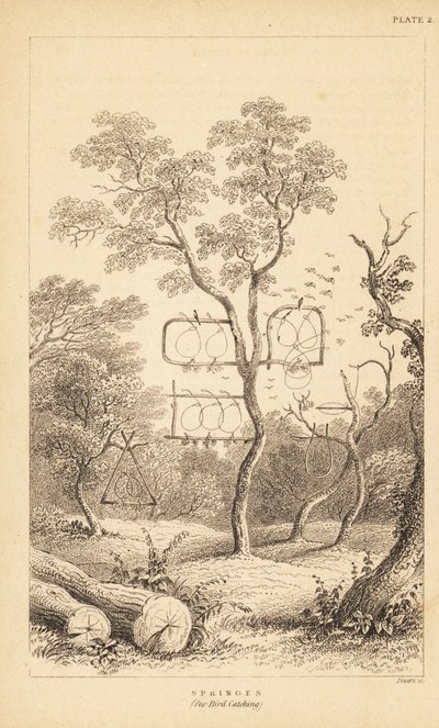 Varianter af trådfælder til fuglefangst. 1889 (gravering) af Unbekannter Künstler