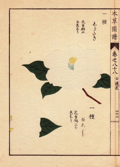 Varianter af kameliaer fra Japan (Thea japonica Nois): Shirataki og Shiroshishi, med hvide blomster. Eau forte en couleurs, træsnit af Kanen Iwasaki (1786-1842) botaniker, entomolog og japansk zoolog, udgivet i Honzo Zufu, i 1884, en illustrativ guide. af Unbekannter Künstler