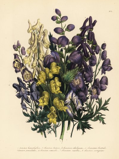 Forskelligtbladet munkesten, Aconitum heterophyllum, gul munkesten, A. anthora, bleggul munkesten, A. ochroleucumum, karpatisk purpursolhat, panikbladet munkesten, A. paniculatum, A. versicolor, almindelig munkesten, A. napellus og A. variegatum. Håndf af Unbekannter Künstler