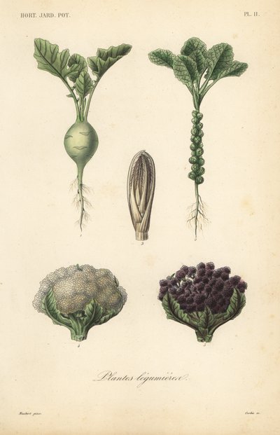 Grøntsager, Plantes legumieres af Unbekannt