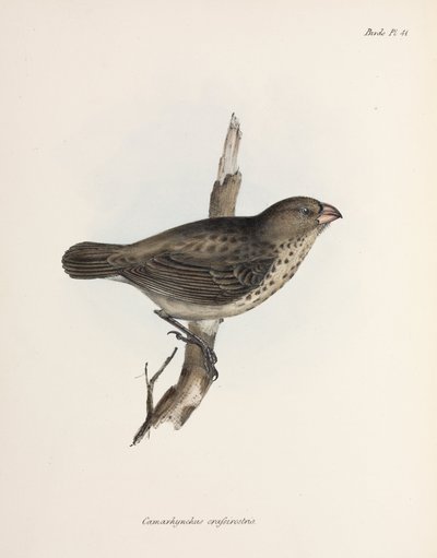 Vegetarfink, Galapagosøerne, ca. 1832-1836 af Unbekannt