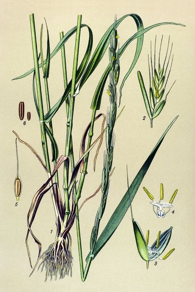 Giftig plante (giftig): berusende avner (Lolium temulentum) af Unbekannter Künstler
