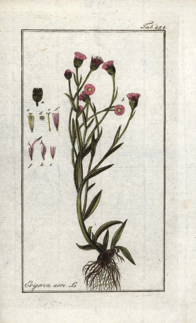Vergerette acre (Erigeron acris). Litografi fra "Billede af Artseny-Gewassen" af Johannes Zorn (1739-1799), Holland af Unbekannter Künstler