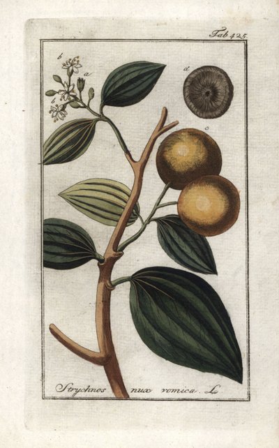 Vomiker (Strychnis nux-vomica). Litografi fra "Afbeelding der Artseny-Gewassen" af Johannes Zorn (1739-1799), Holland af Unbekannter Künstler
