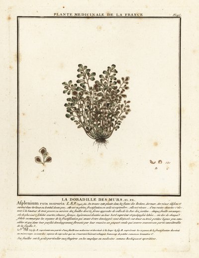 Wall-rue, Asplenium ruta-maria. af Unbekannter Künstler