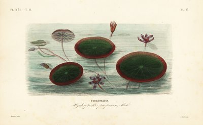 Vandskjold, Brasenia schreberi, Hydropeltis purpurea, Hydropeltis af Unbekannt