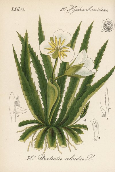 Vandaloe - Vandsoldat, Stratiotes aloides. Håndkoloreret litografi fra Diederich von Schlechtendals tyske flora (Flora von Deutschland), Jena af Unbekannter Künstler