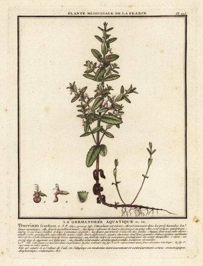 Vandgermand, Teucrium scordium. af Unbekannter Künstler