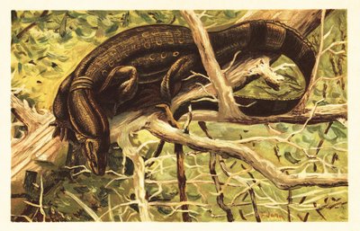 Vandovervågningsøgle, Varanus salvator. 1908 (litografi) af Unbekannter Künstler