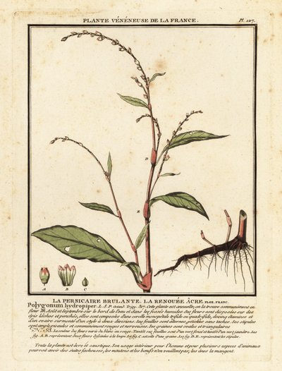Vandpeber, Persicaria hydropiper. af Unbekannter Künstler
