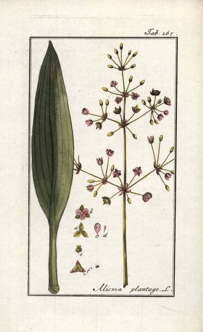 Vandvejbred (Alisma plantago-aquatica). Litografi fra "Afbeelding der Artseny-Gewassen" (herbarium over lægeplanter) af Johannes Zorn (1739-1799), Holland. af Unbekannter Künstler
