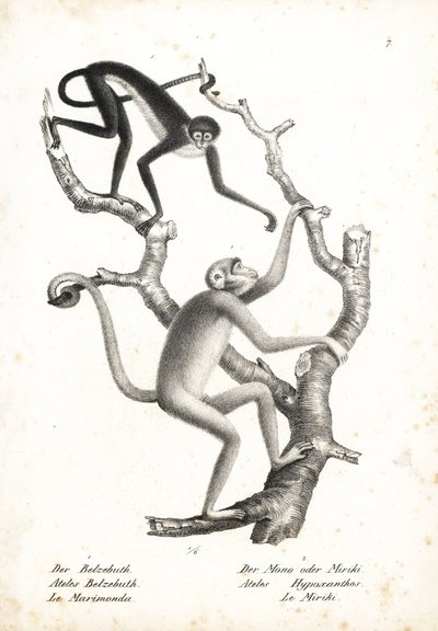 Hvidbuget edderkopabe, Ateles belzebuth (udryddelsestruet), og nordlig muriqui, Brachyteles hypoxanthus (Ateles hypoxanthus), kritisk udryddelsestruet. Litografi af Karl Joseph Brodtmann fra Heinrich Rudolf Schinz