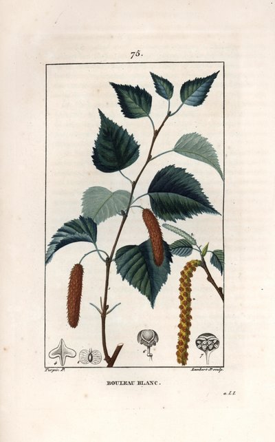 Hvidbirk eller vortebirk - Stik af Lambert fils, efter tegning af Pierre Jean Francois Turpin (1775-1840), fra La flore medicale, de Chaumeton, Poiret et Chamberet, Paris 1830 - Sølvbirk, Betula pendula, med blad, kattekilling og frø - Eng. af Unbekannter Künstler