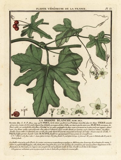 Hvid bryony, Bryonia alba. af Unbekannter Künstler
