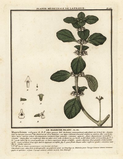 Hvid horehound, Marrubium vulgare. af Unbekannter Künstler