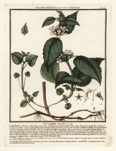 Hvid brændenælde, Lamium album. af Unbekannter Künstler