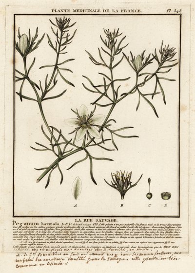 Wild rue, Peganum harmala. af Unbekannter Künstler