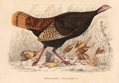 Vild kalkun, Meleagris gallopavo, høne med unger. Håndkoloreret litografi fra Georg Friedrich Treitschkes naturhistoriske galleri, Naturhistorischer Bildersaal des Thierreiches, Liepzig. af Unbekannter Künstler