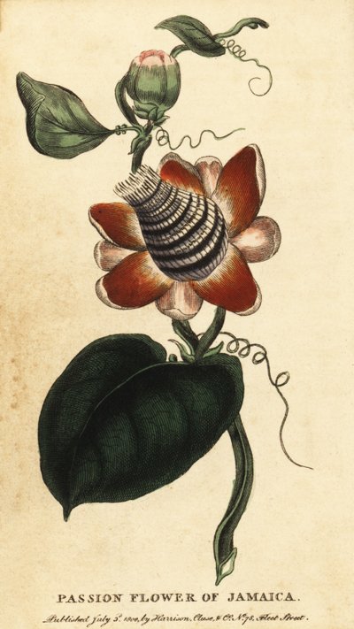 Passionsblomst med vinget stængel, Passiflora elata., 1800 (gravering) af Unbekannter Künstler