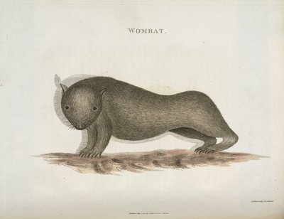 Wombat, Australien, ca. 1798 af Unbekannt