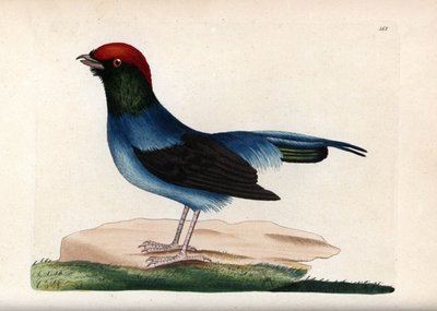 Vidunderlig manakin (Chiroxiphia linearis). Usigneret illustration (George Shaw og Frederick Nodder). Litografi i The Naturalist