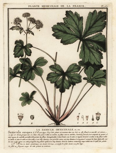 Træsanikel, Sanicula europaea. af Unbekannter Künstler