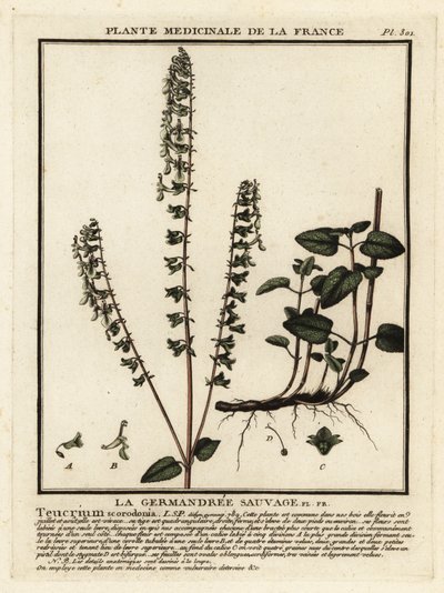 Woodland germander, Teucrium scorodonia. af Unbekannter Künstler