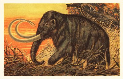 Uld mammut, Mammuthus primigenius.1908 (litografi) af Unbekannter Künstler