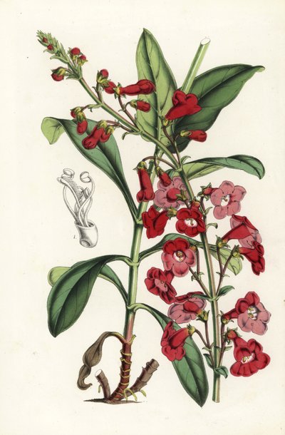 Wrights skægtunge, Penstemon wrightii (Pentstemon wrightii). Håndkoloreret litografi fra Louis van Houtte og Charles Lemaires Flowers of the Gardens and Hothouses of Europe, Flore des Serres et des Jardins de l