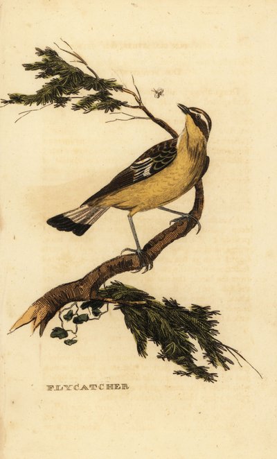 Gulrumpet fluesnapper, Ficedula zanthopygia. 1815 (gravering) af Unbekannter Künstler
