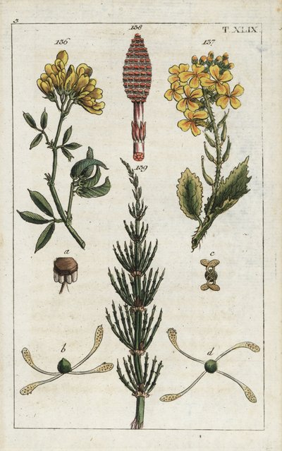 Gul lucerne (alfalfa), Medicago falcata 136, vild radise (ravenelle), Raphanus raphnistrum 137, og agerpadderok (prele des champs), Equisetum arvense 138/139. Håndkoloreret kobberstik af en botanisk illustration fra G. T. Wilhelms "Unte af Unbekannter Künstler