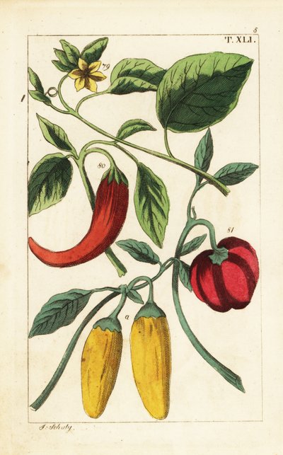 Gul og rød chilipeber, Capsicum annuum. af Unbekannter Künstler