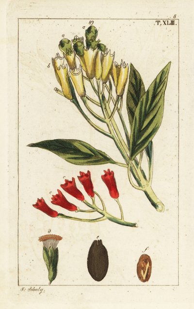 Gul og rød fed krydderi, Syzygium aromaticum. af Unbekannter Künstler