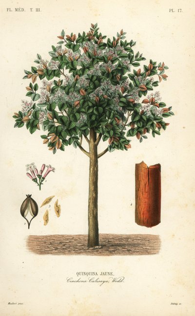 Gul cinchonabark, Cinchona calisaya, Quinquina jaune af Unbekannt