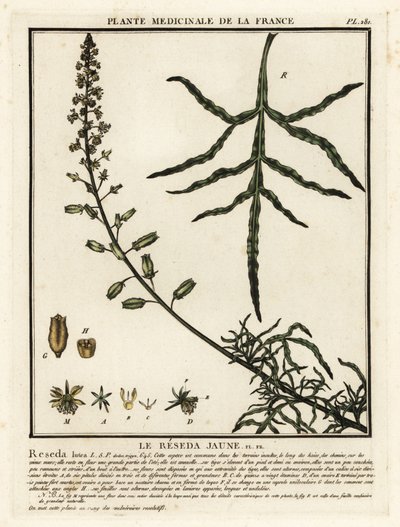 Gul mignonette, Reseda lutea. af Unbekannter Künstler