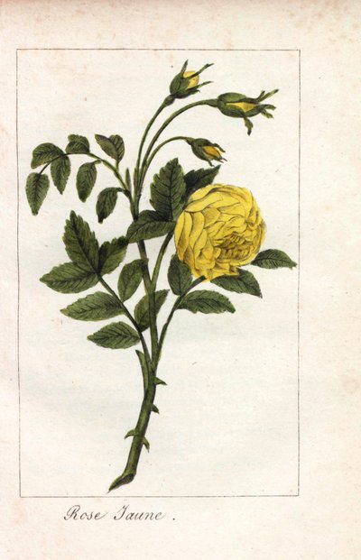Gul rosa, gul rosa, Rosa lutea. Håndkoloreret kobberstik af en illustration af Miss Prudhomme fra "Hommage rendu a la Rose", Paris, ca. 1815. En gavebog med rosens historie og et dusin botaniske miniaturer. af Unbekannter Künstler