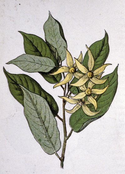 Ylang Ylang, begyndelsen af det 20. århundrede (gravering) af Unbekannter Künstler