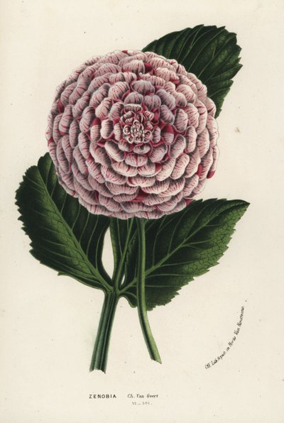 Zenobia dahlia hybrid, Dahlia coccinea. Håndkoloreret litografi fra Louis van Houtte og Charles Lemaires Flowers of the Gardens and Hothouses of Europe, Flore des Serres et des Jardins de l