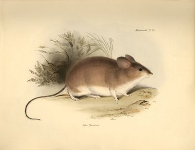 Zoologi: Darwins "Mud Darwinii" eller mus beskrevet af Charles Darwin under hans opdagelsesrejse om bord på Beagle. Planche fra "The Zoology of the voyage of H.M.S. Beagle under the command of Captain Fitzroy during the years 1832 to 1836 edited and sup af Unbekannter Künstler