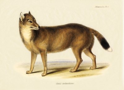 Zoologi: Falklandsræv (Canis antarticus) observeret af Charles Darwin (1809-1882) på hans rejse om bord på Beagle. Planche fra "The Zoology of the Voyage of H.M.S. Beagle Under the Command of Captain Fitzroy, R.N., during the Years 1832 to 1836" (Zoologien af Unbekannter Künstler