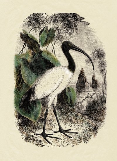Zoologi: Hellig Ibis (Threskiornis aethiopicus), stik fra det 19. århundrede af Unbekannter Künstler